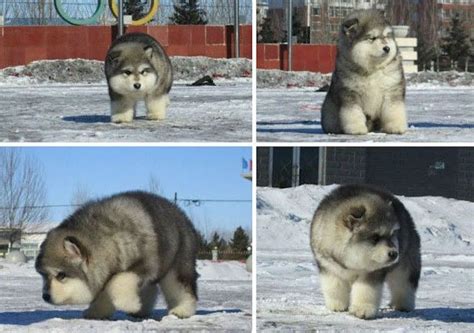 How many litters should a dog have? Pin on Alaskan Malamute