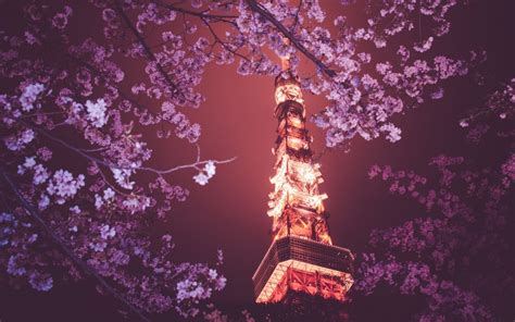 Wallpaper Japan Flowers Night Branch Cherry Blossom Spring