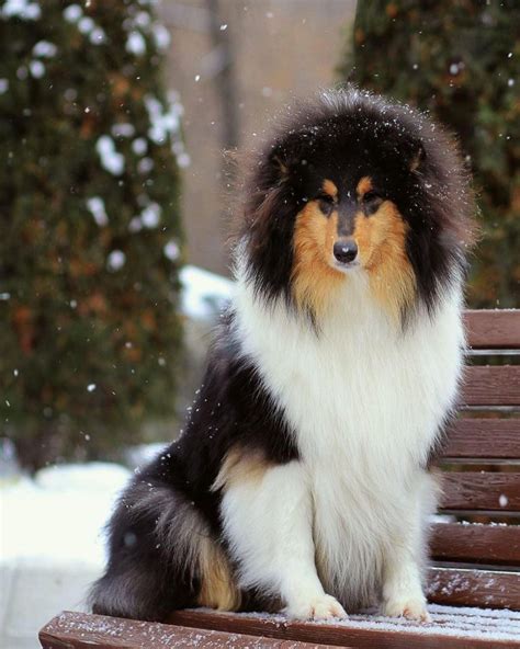15 Cool Facts About Collies Page 3 Of 5