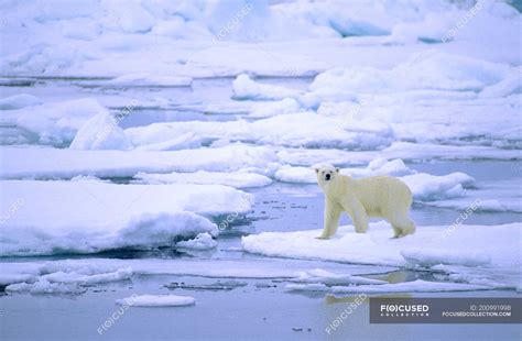 Polar Bear Walking On Melting Ice Of Svalbard Archipelago Arctic