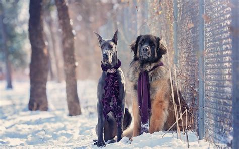 Winter Dog Wallpapers Top Free Winter Dog Backgrounds Wallpaperaccess