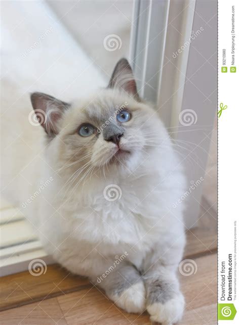 The mother cat is white & our male persian cat was blue/grey in colour. Cute Persian Munchkin Cat In White And Grey Color And Blue ...