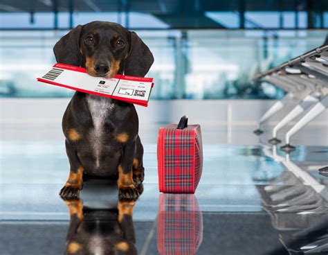 Pet Taxi Airport Service For Your Dog And Cat