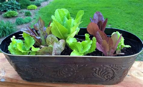 Grow A Container Salad Garden Forks In The Dirt