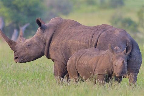 Rinoceronte Negro Occidental Características Alimentación Hábitat