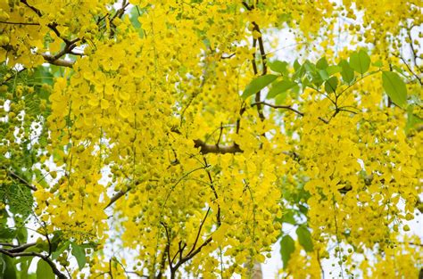 Yellow Flowers On Tree Of Purging Cassia Or Ratchaphruek 16739526 Stock