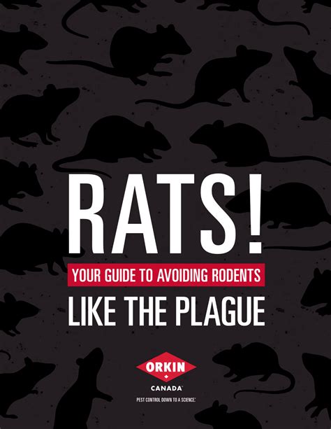 Rats: Your Guide To Avoiding Rodents Like The Plague | Blog | Orkin Canada