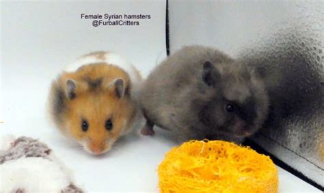 Female Syrian Hamsters8 Furball Critters