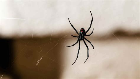 First Aid For Australian Spider Bites The First Aid Nest