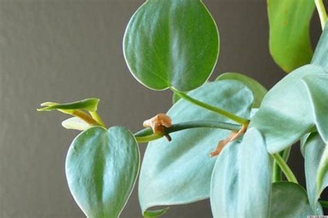 Shape varies with age of the vine; 10 Best Houseplants To Purify The Air (PHOTOS)