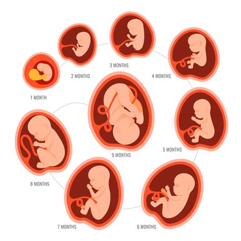 Enredo Distribuir Ridículo cuales son las 3 etapas del embarazo
