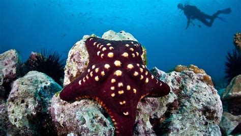 17 Bizarre And Beautiful Starfish Species Starfish Species Costa
