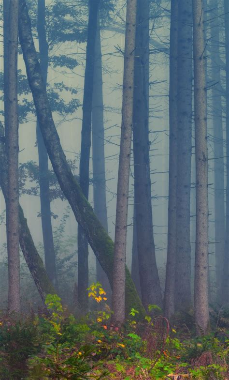 Forest Mist Trees Nature 1280x2120 Wallpaper Mists Mountain