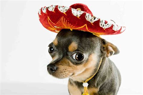 Canines With Wide Brimmed Mexican Hats Chihuahua Chihuahua Dogs