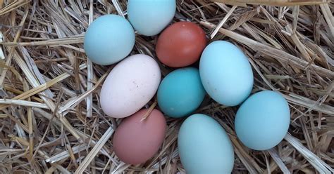 Poules aux oeufs verts les races à adopter