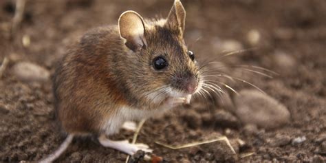 Thousands Of Mice Run Amok Huffpost