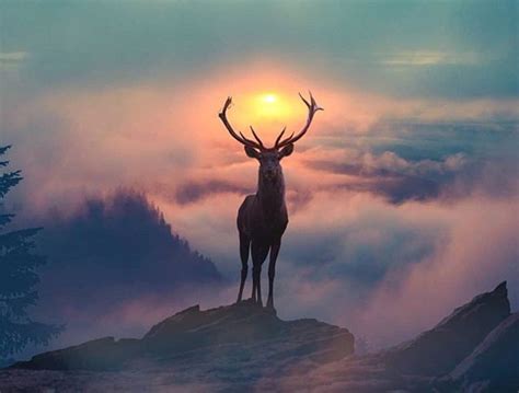 Beautiful Deer Wallpapers Top Free Beautiful Deer Backgrounds