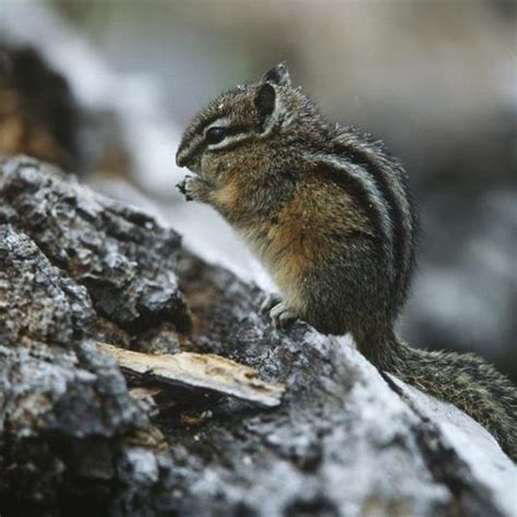 Off in the distance, fine. Homemade Chipmunk Repellent | Garden pests rodents