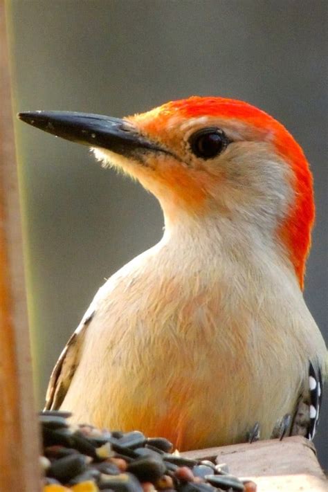 Red Bellied Woodpecker Focusing On Wildlife