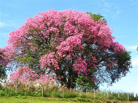 Jardins De Agharta Toborochi Tree Ceiba Speciosa árvore De Fio De Seda