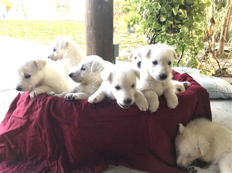 White German Shepherd Puppies For Sale In Naples Florida