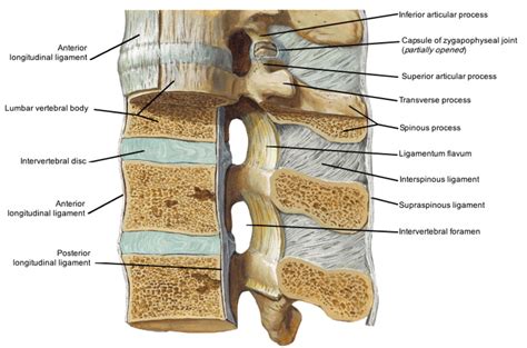 Intervertebral Joints And Ligaments Diagram Quizlet