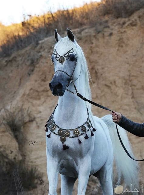 10 صور خيول جميلة عربية وأوروبية رائعة
