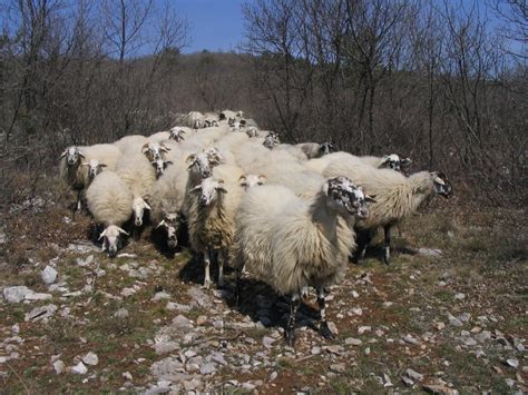 ovce | Agrarne skupnosti