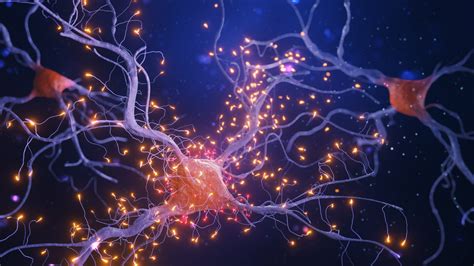 Neurons And The Nervous System What Are Peripheral Nerves