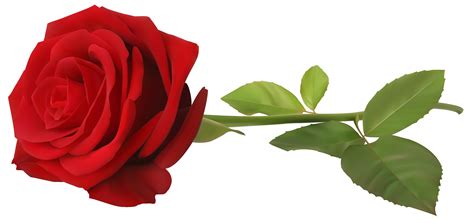 Wallpaper Red Rose With Stem Transparent Png Clip Art Image Png