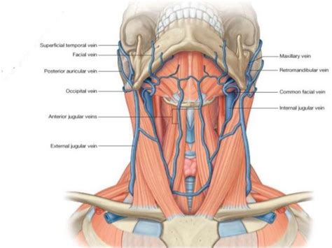 Jugular Vein Anatomy Anatomical Charts And Posters