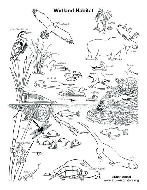 Free Printable Coloring Pages Of Desert Animals Coloring For Kids