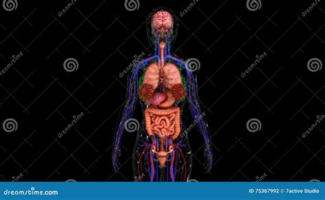 Human Anatomy Stock Illustration Illustration Of Bones 75367992