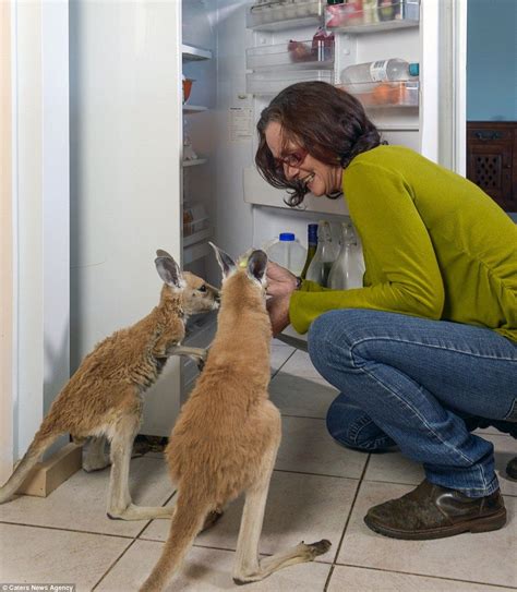 Woman gave up job to be a full-time mum to rescued kangaroo joeys | Red ...