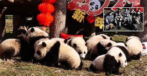 Are All Pandas Chinese