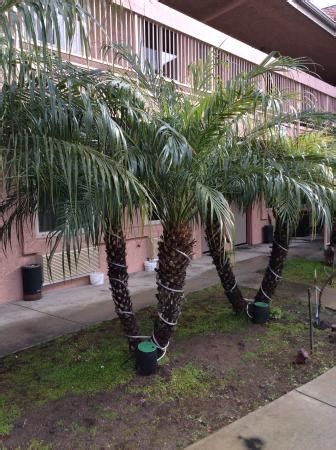 Motel 6 Ventura Downtown - UPDATED 2017 Prices & Reviews (CA) - TripAdvisor