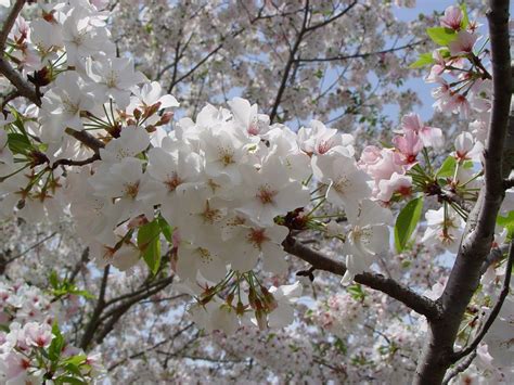 Flowering Cherry Trees Types - DECOOR | White flowering trees, Flowering trees, Flowering cherry ...