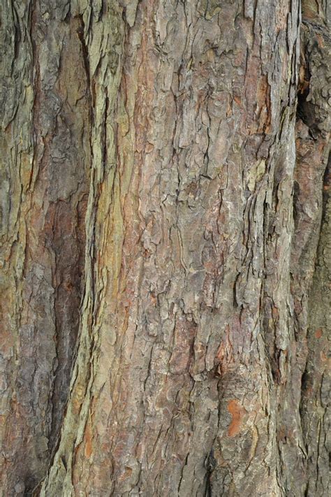 Free Photo Bark Of Giant Redwood Bark Closeup Cracked Free