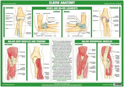 Joint Anatomy Educational Charts Chartex Ltd Joints Anatomy Elbow