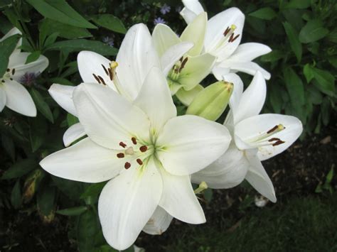 White Lily Picture Natural White Lily 1600x1200 8655