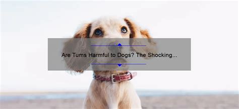 Are Tums Harmful To Dogs The Shocking Truth Expert Advice And Stats