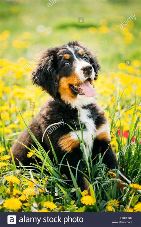 Bernese Mountain Dog Or Berner Sennenhund Puppy Sitting In Green Grass