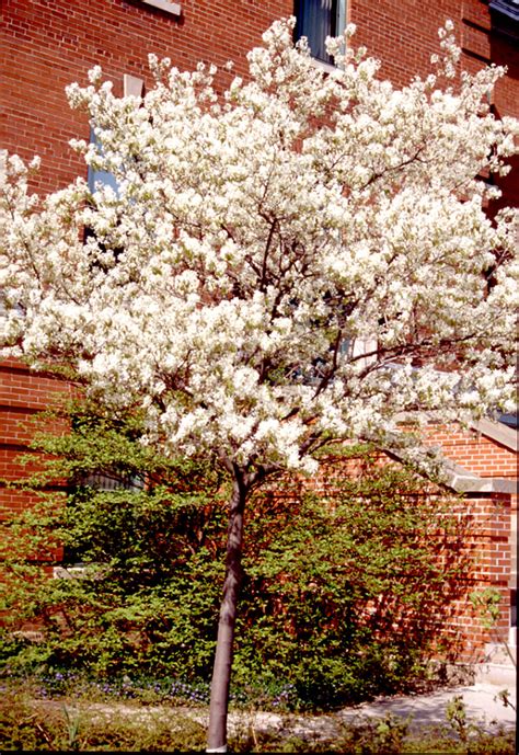 Serviceberry Offers Multi Seasonal Interest Landscape Ontario