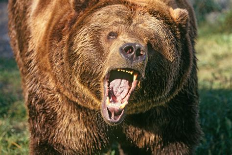 Massive Grizzly Bear Mauls Hunter To Death In First Of Its Kind Attack