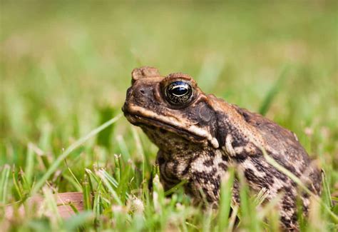 9 Ways To Stop Frogs From Croaking And Get Them To Shut Up Pest