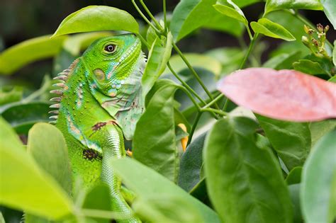 Iguana Verde Reptil Foto Gratis En Pixabay Pixabay