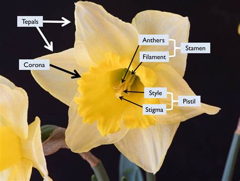 A typical (perfect) flower is complete. #bioPGH Blog: Daffodils and DNA | Phipps Conservatory and ...