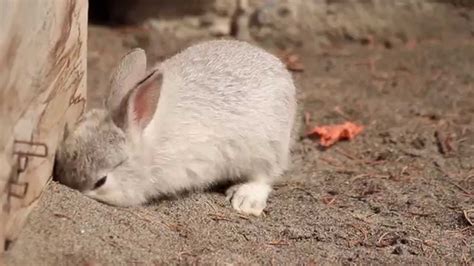 Tiny Bunny Digging A Hole Youtube