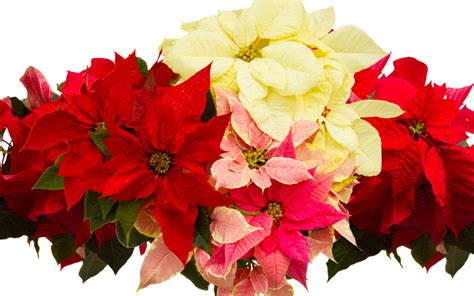 Happy National Poinsettia Day 10 Festive Facts About The Iconic
