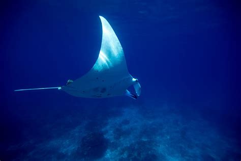 10 Amazing Facts About Manta Rays We Bet You Never Knew